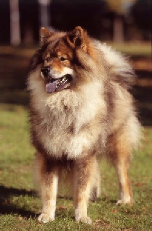 Apacho-Acer vom Wolfsmeer