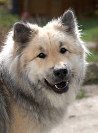 Olympia Laika