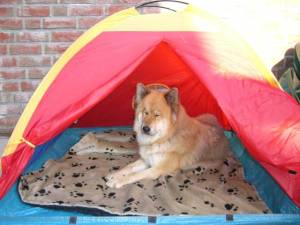 :::Kein Platz  mehr auf meiner Decke:::