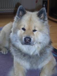 Olli